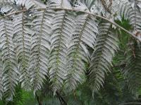 Albums/20060200-New Zealand 2006/20060201-Christchurch/28